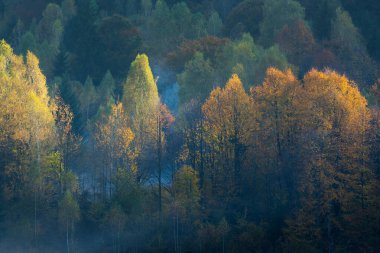 Sonbaharın sonlarında ormanın havadan görünüşü