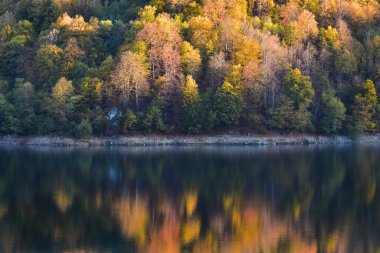 Sonbahar sahnesi, sonbaharda orman yansıması.