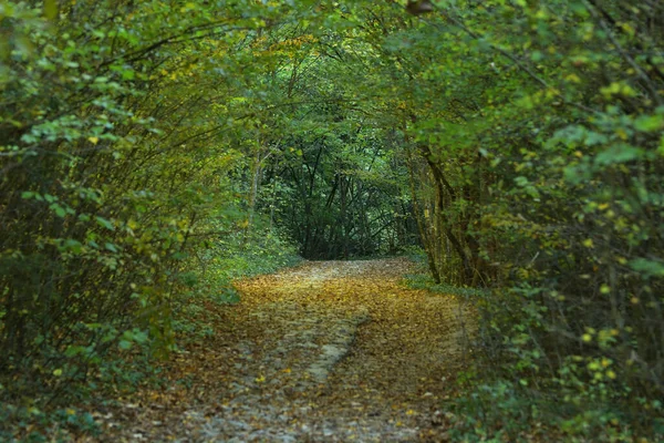 Camino Forestal Finales Otoño Rumbo Una Cascada — Foto de Stock