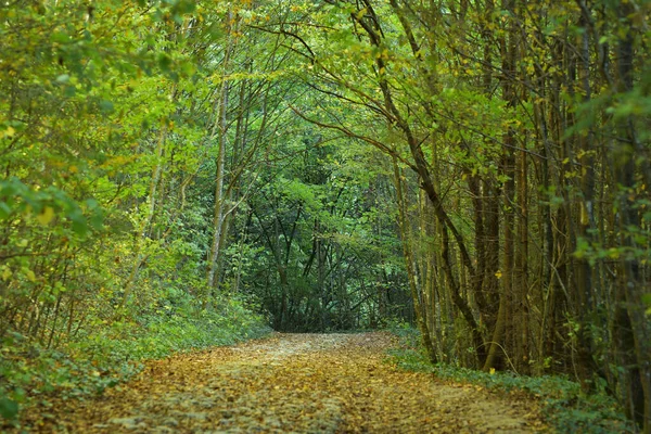 Forest Path Late Autumn Heading Waterfall — 图库照片