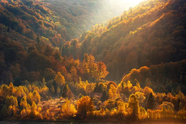 Luchtfoto Van Het Bos Bij Zonsondergang Late Herfst — Stockfoto