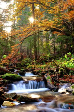 Sonbahar nehri çağlayanlarla ve sarkan sarı ağaçlarla.