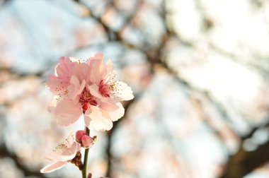 İlkbaharda kiraz çiçekleri