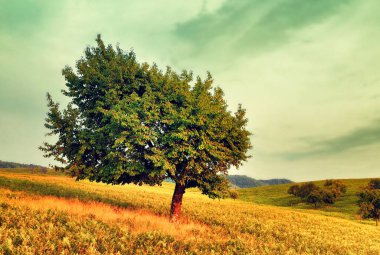 Asimetrik tacı olan bir kiraz ağacı. Vintage efekti uygulandı