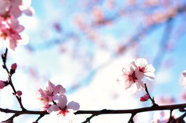 İlkbaharda kiraz çiçekleri