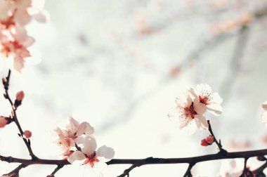 İlkbaharda kiraz çiçekleri