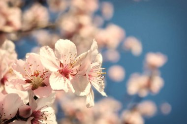 İlkbaharda kiraz çiçekleri