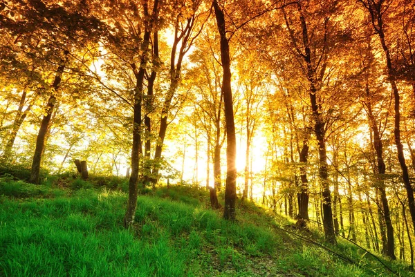 Des Arbres Forestiers Nature Vert Bois Lumière Soleil Milieux — Photo