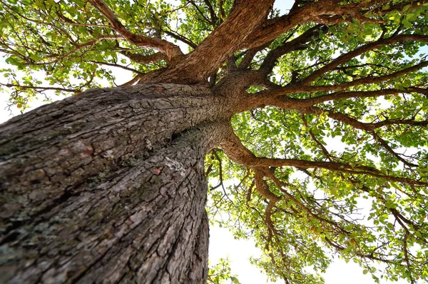 Verticale Foto Van Een Oude Boom — Stockfoto