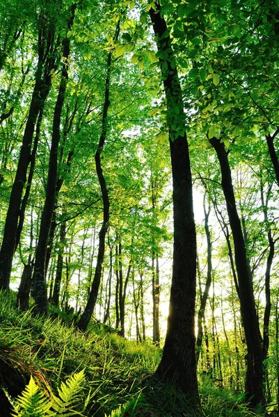 Waldbäume Natur Grün Holz Sonnenlicht Hintergründe — Stockfoto