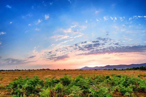 Letní Západ Slunce Růžovou Modrou Oblohou Zelenou Kapradinou — Stock fotografie