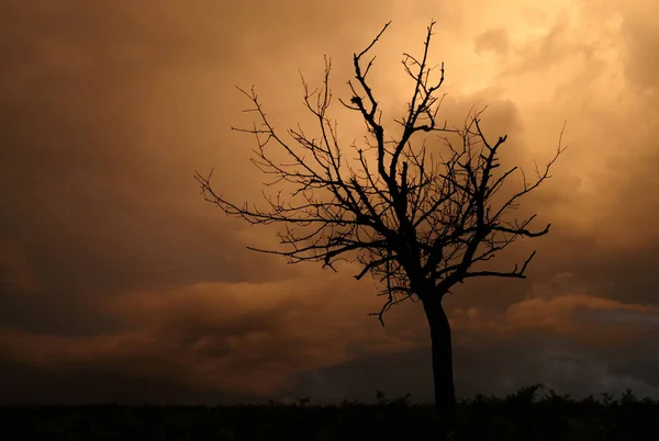 夕暮れ時の古い枯れ木 — ストック写真