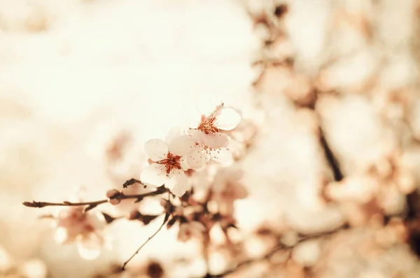 Körsbärsblommor Våren — Stockfoto