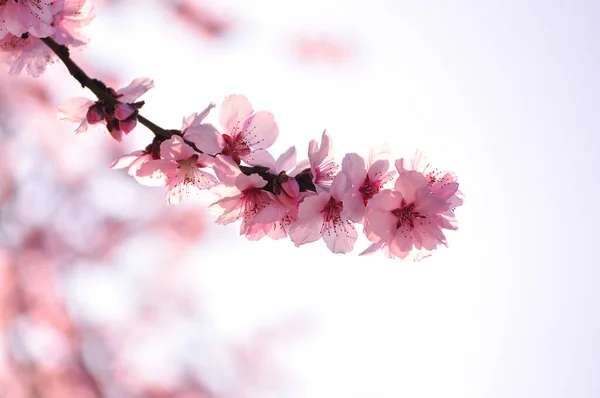 Körsbärsblommor Våren — Stockfoto