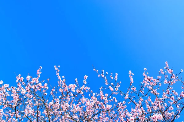 Цвіте Весняна Вишня Вінтажний Ефект — стокове фото