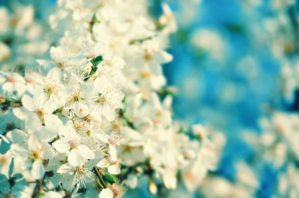 Vita Blommor Våren — Stockfoto