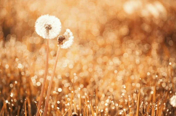 Dandelions in meadow at sunrise