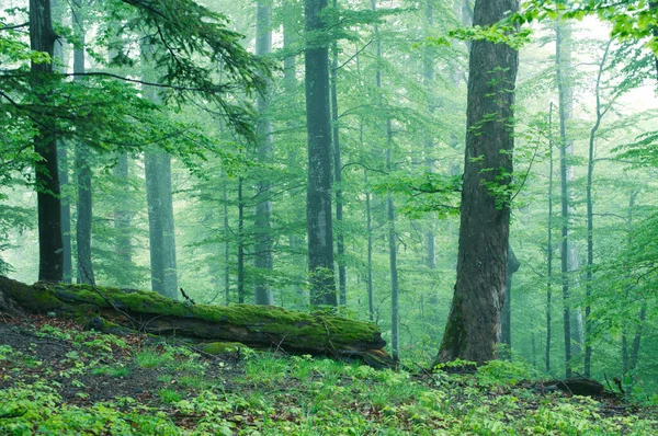 Tuore Vihreä Kesämetsä Sumussa — kuvapankkivalokuva