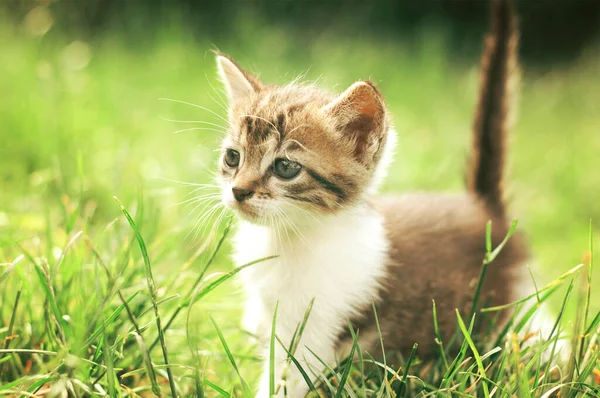 Dışarıdaki Küçük Kedi Yavrusu — Stok fotoğraf