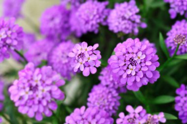 Birçok grup pembe çiçekleri kapat 