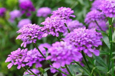 Birçok grup mor çiçekleri kapat