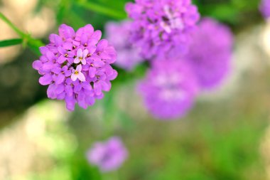 Birçok grup mor çiçekleri kapat