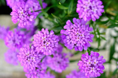 Birçok grup mor çiçekleri kapat