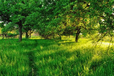 Gün batımında bir bahçede kırsal yol