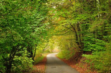 Renkli sonbahar ormanlarında yol