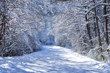 Kardan sonra karla kaplı ormandaki manzaralı kış yolu.