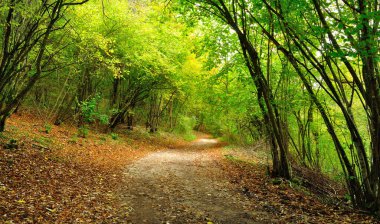 Ormanda sonbahar yolu