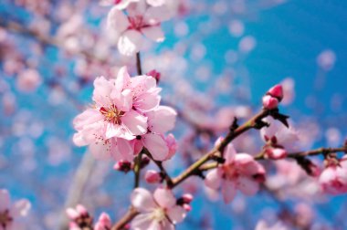 Mavi arka planlı bahar çiçekleri