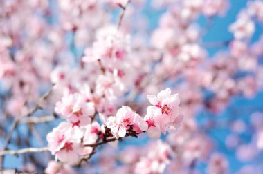 Mavi arka planlı bahar çiçekleri