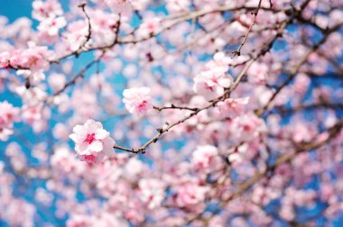 Mavi arka planlı bahar çiçekleri