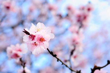 Baharda pembe çiçekler.