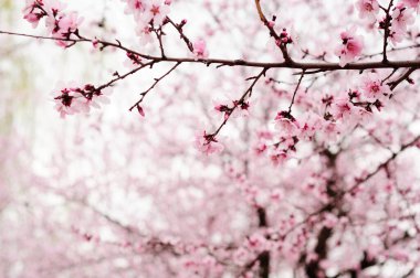 Baharda pembe çiçekler.