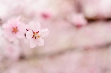 Baharda pembe çiçekler.