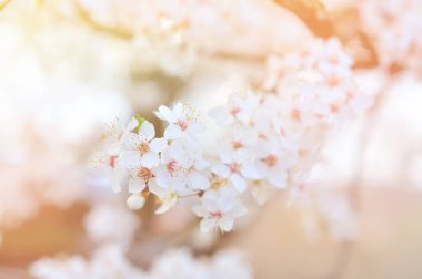 Baharda beyaz çiçekler.