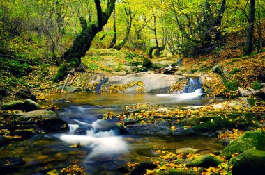 Güzel sonbahar renklerinde yaprakları olan nehir.