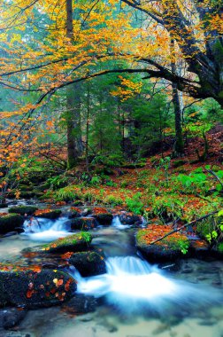 Sonbahar nehri, sarkan sarı ağaçla.