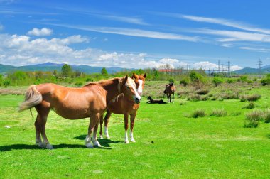Romanya 'nın kırsalında atlara bakmak