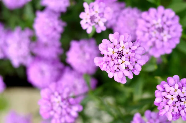 Birçok grup mor çiçekleri kapat