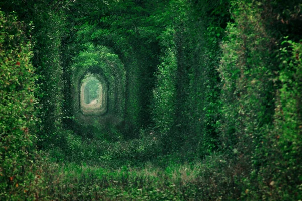 Přírodní Tunel Lásky Tvořený Stromy Rumunsku — Stock fotografie