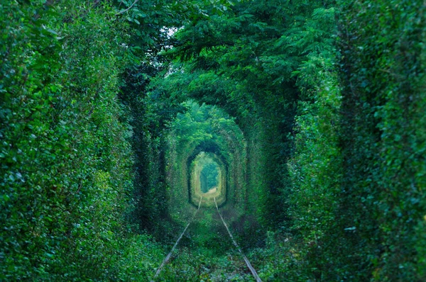 Přírodní Tunel Lásky Tvořený Stromy Rumunsku Obrázek Nízkou Klávesou — Stock fotografie