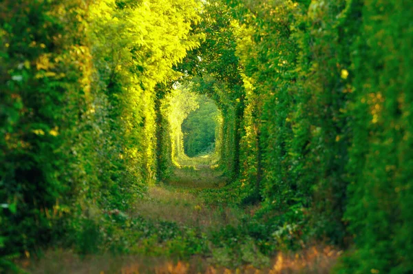 Natürlicher Tunnel Der Liebe Der Von Bäumen Rumänien Gebildet Wird — Stockfoto