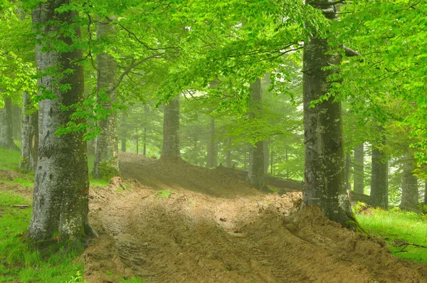 Nebel Wald Den Bergen — Stockfoto