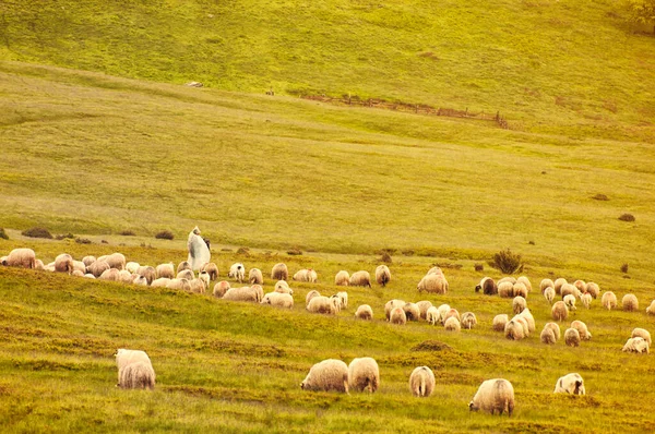 Pastor Solitário Com Ovelhas Altas Montanhas — Fotografia de Stock