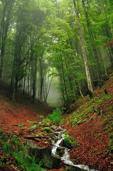 Fiume Montagna Nebbioso — Foto Stock