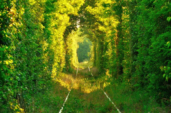 Φυσικό Τούνελ Αγάπης Που Σχηματίζεται Από Δέντρα Στη Ρουμανία — Φωτογραφία Αρχείου