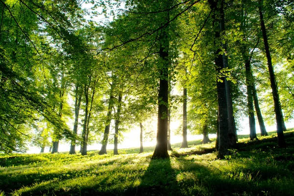 Zomer Bos Wordt Geraakt Door Zonsondergang Balken — Stockfoto